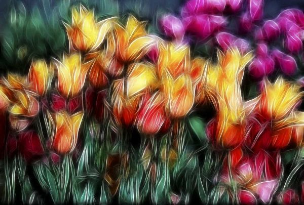 USA, Oregon Abstract of digitally altered tulips